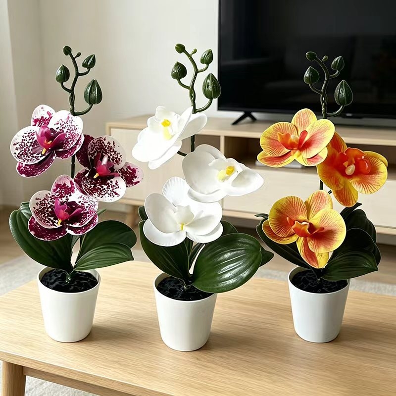 Orchid Phalaenopsis - 미니 나비 난초 화분(꽃 3송이 포함),