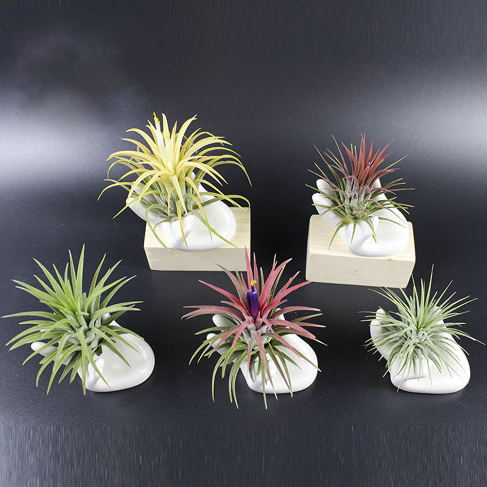Air Plant Tillandsia - 8개 세트, 도자기 재질의 오카리나 받침대,