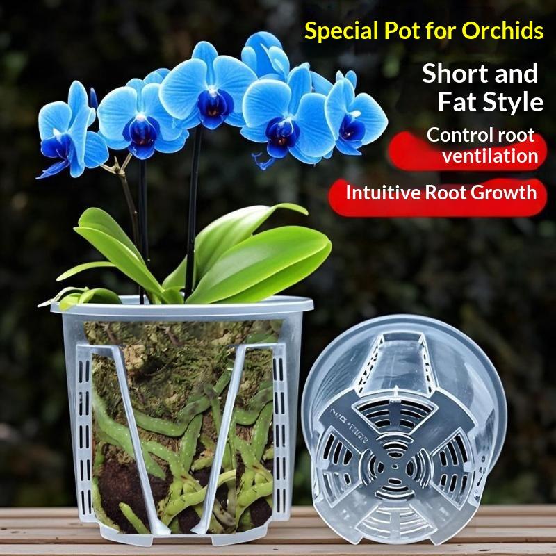플라스틱 뿌리 제어 투명 화분 통기성 좋은 아름다운 호 - Orchid Phalaenopsis 리뷰 및 가격