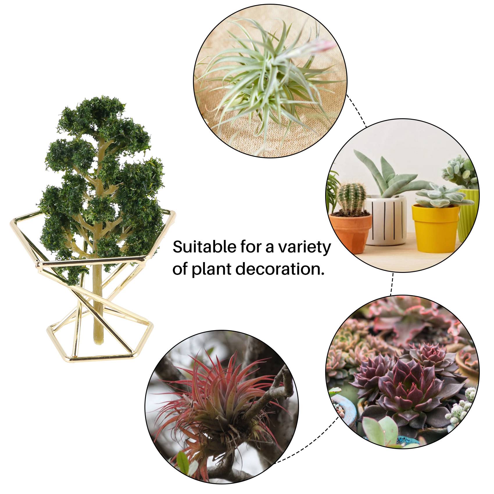 B50C 기하학적 디자인의 공기 식물 홀더, 공기 식물 - Air Plant Tillandsia 리뷰 및 가격