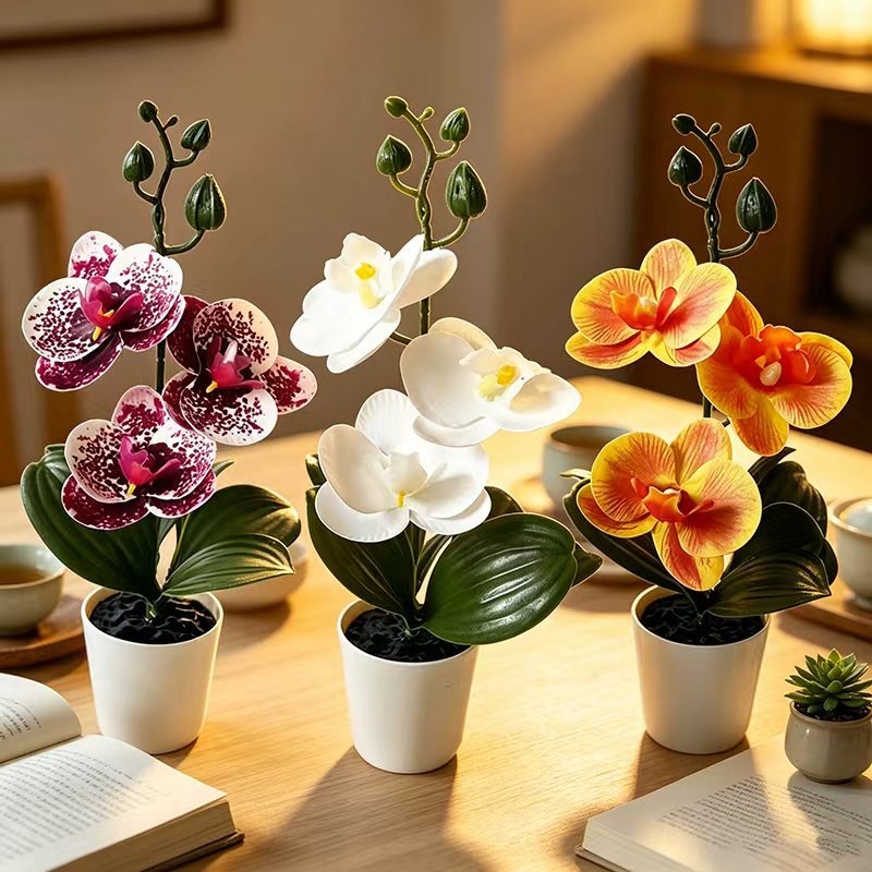 미니 나비 난초 화분(꽃 3송이 포함), 검은색 뚜껑  - Orchid Phalaenopsis 리뷰 및 가격