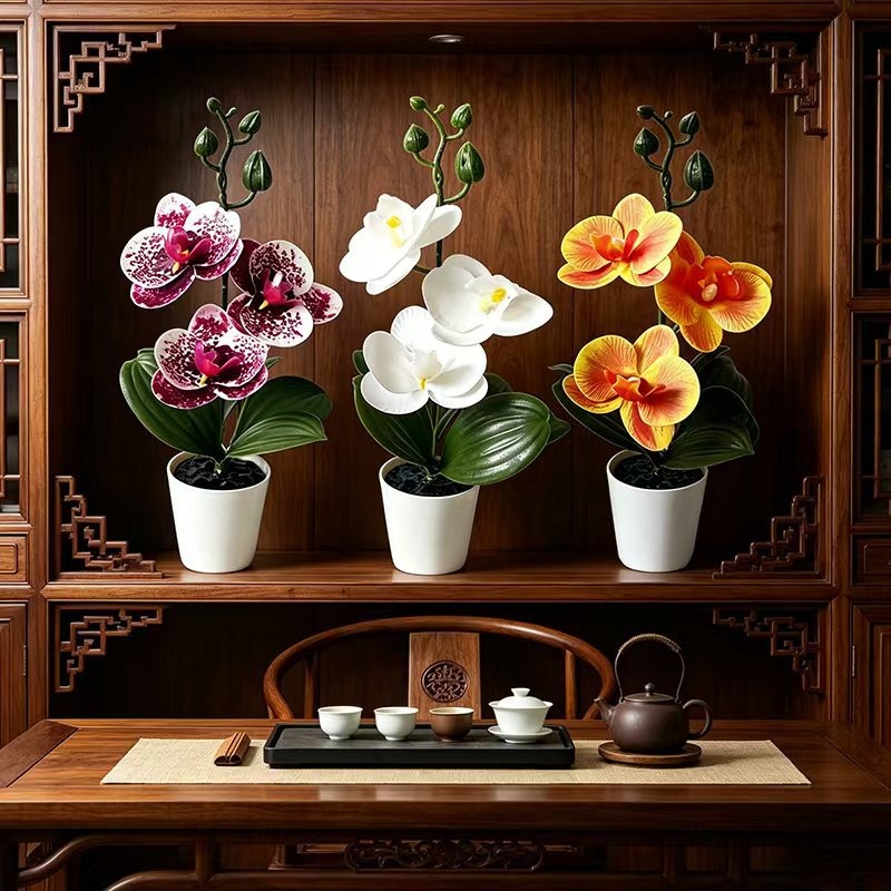 미니 나비 난초 화분(꽃 3송이 포함), 검은색 뚜껑  - Orchid Phalaenopsis 리뷰 및 가격
