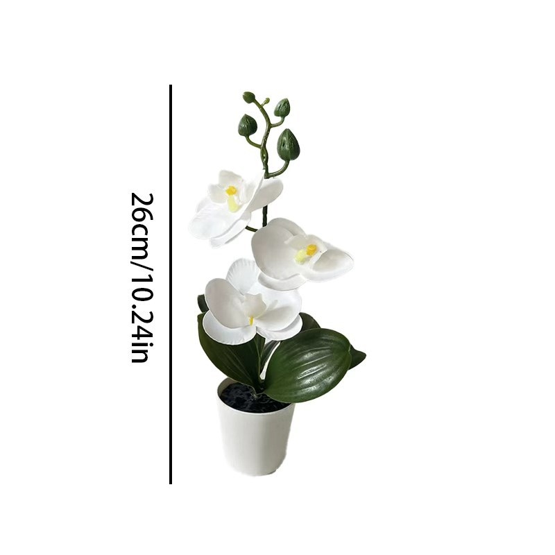 미니 나비 난초 화분(꽃 3송이 포함), 검은색 뚜껑  - Orchid Phalaenopsis 리뷰 및 가격