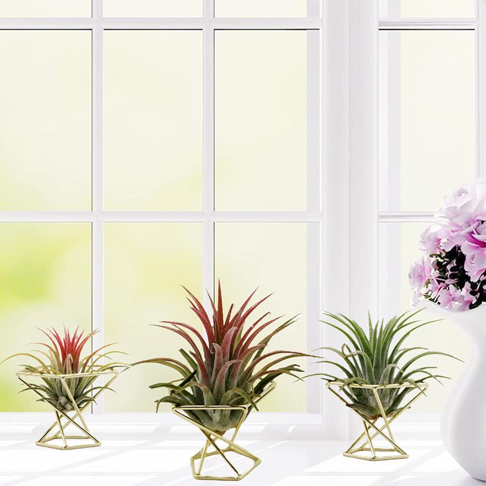 [추수감사절] 기하학적 디자인의 에어 플랜트 홀더, 에 - Air Plant Tillandsia 리뷰 및 가격