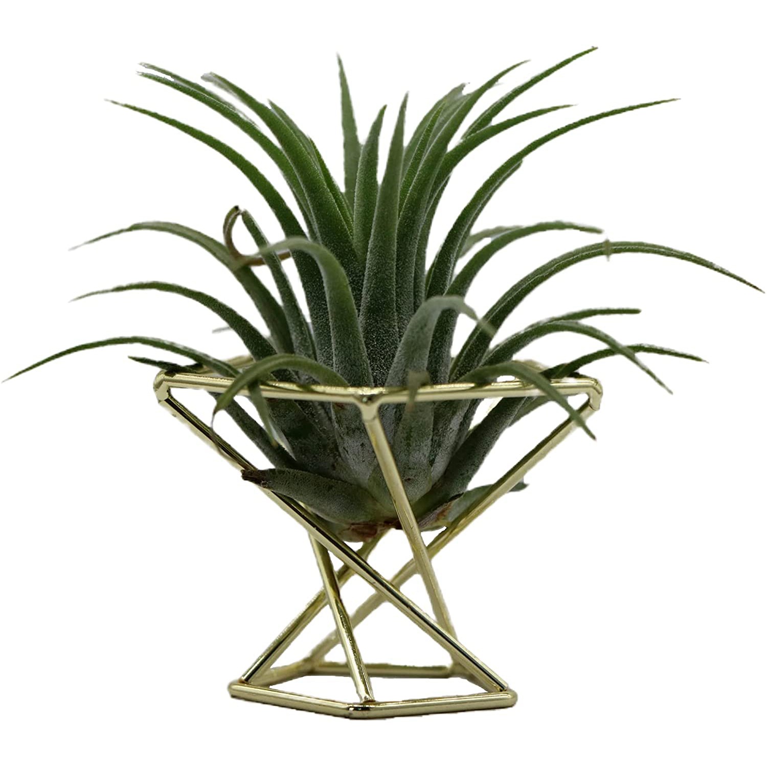 [추수감사절] 기하학적 디자인의 에어 플랜트 홀더, 에 - Air Plant Tillandsia 리뷰 및 가격