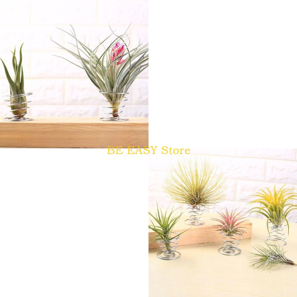 E28F 집 장식용 살아있는 열대 식물 20개 세트 내 - Air Plant Tillandsia 리뷰 및 가격