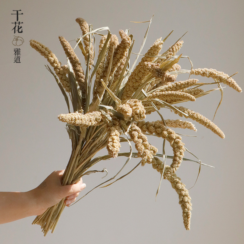 와비사비 스타일의 말린 꽃, 천연 갈대, 실제 꽃, 부 - Orchid Phalaenopsis 리뷰 및 가격