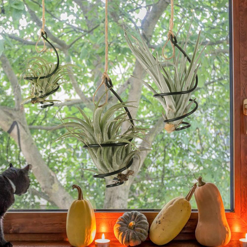 6개입 걸이형 에어 플랜트 홀더 조절 가능한 철제 나선 - Air Plant Tillandsia 리뷰 및 가격