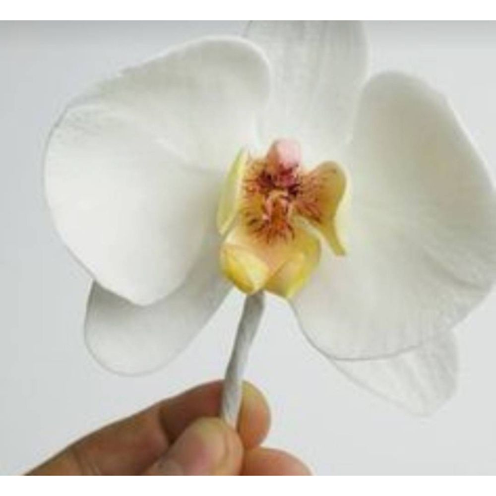 난초 꽃 금속 컷은 스크랩북 스탬프/사진 앨범 장식 엠 - Orchid Phalaenopsis 리뷰 및 가격