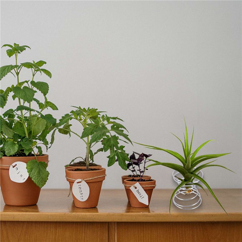 인기 상품-6개 에어플랜트 스탠드 에어플랜트 컨테이너  - Air Plant Tillandsia 리뷰 및 가격