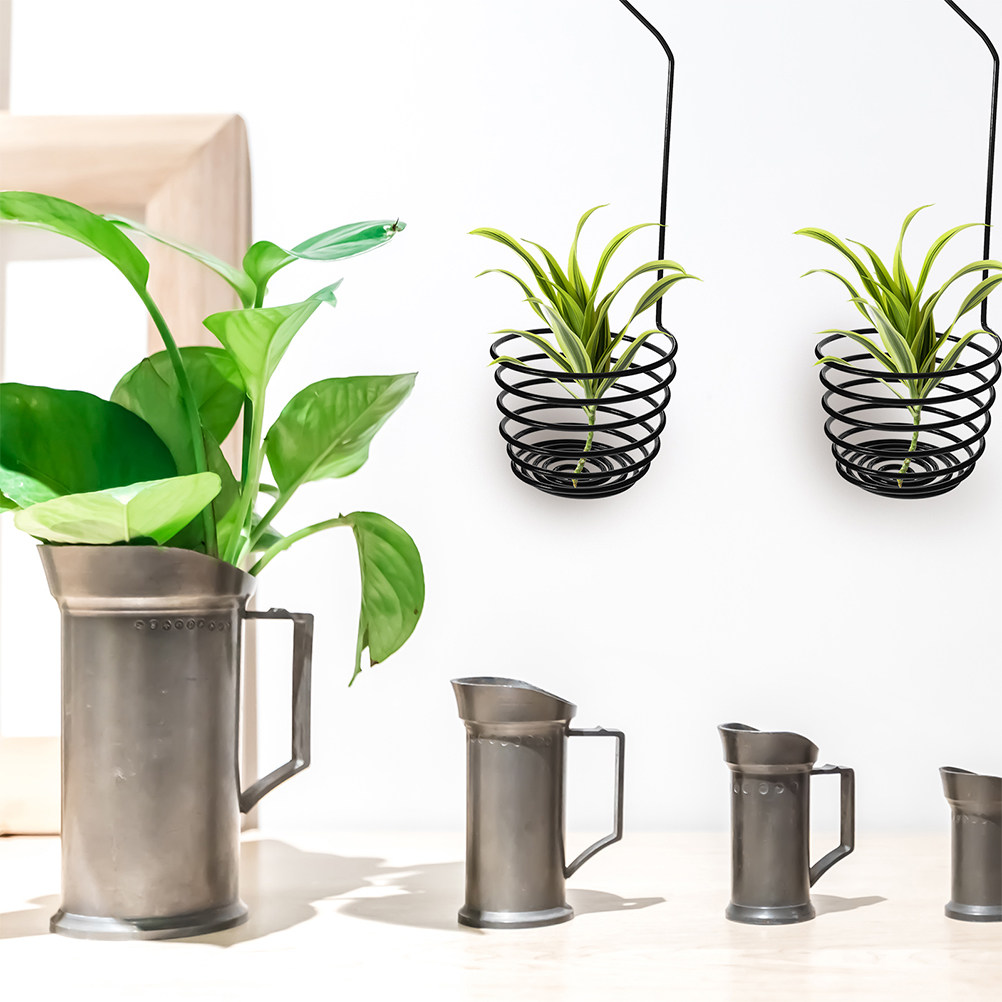실내 거실, 침실, 사무실 장식용으로 사용할 수 있는  - Air Plant Tillandsia 리뷰 및 가격