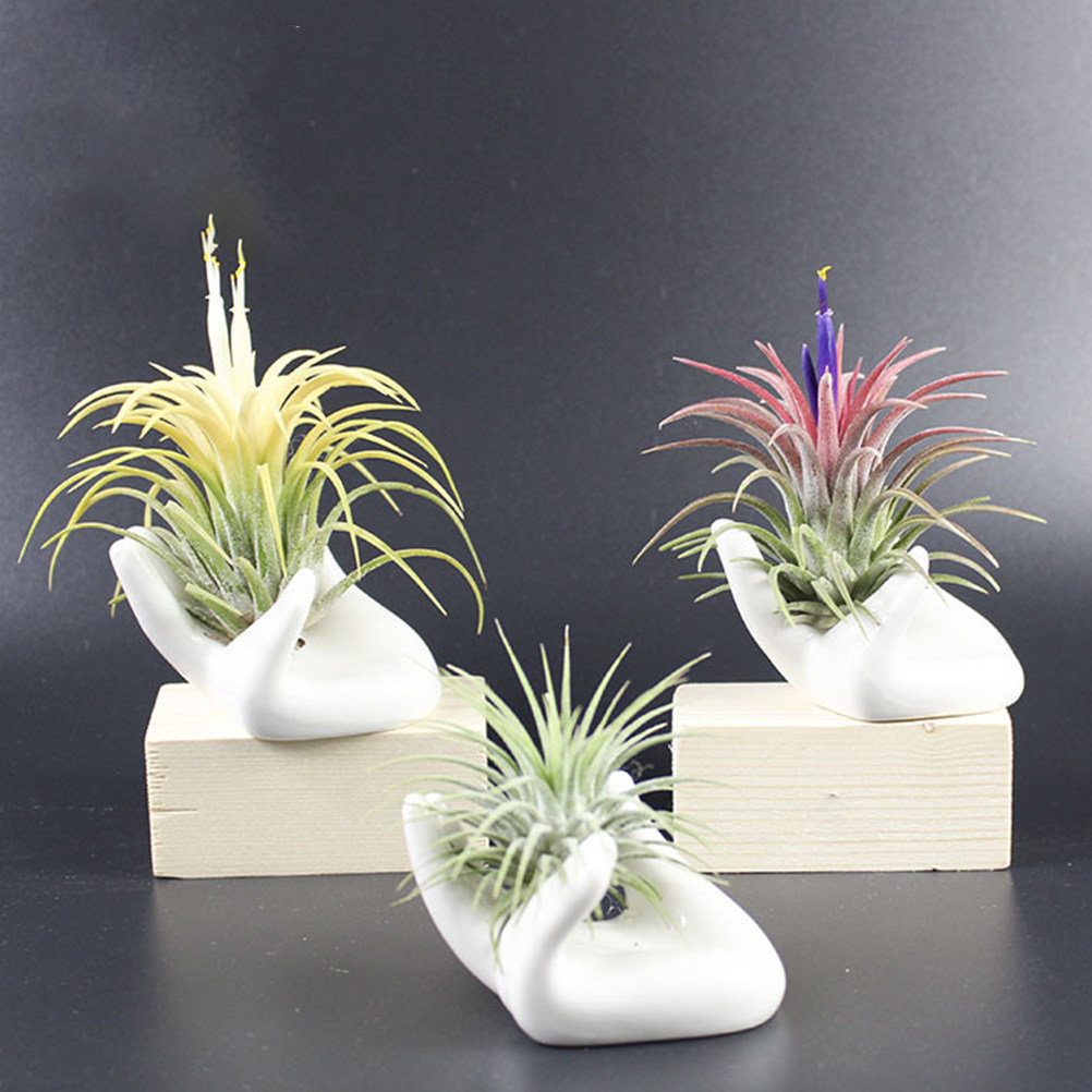 8개 세트, 도자기 재질의 오카리나 받침대, 베르가못  - Air Plant Tillandsia 리뷰 및 가격