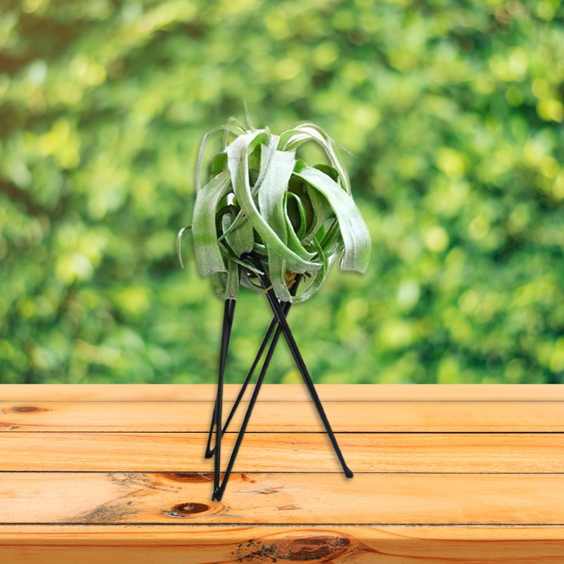공기 식물 홀더 금속 꽃 냄비 스탠드 기하학 철 Til - Air Plant Tillandsia 리뷰 및 가격