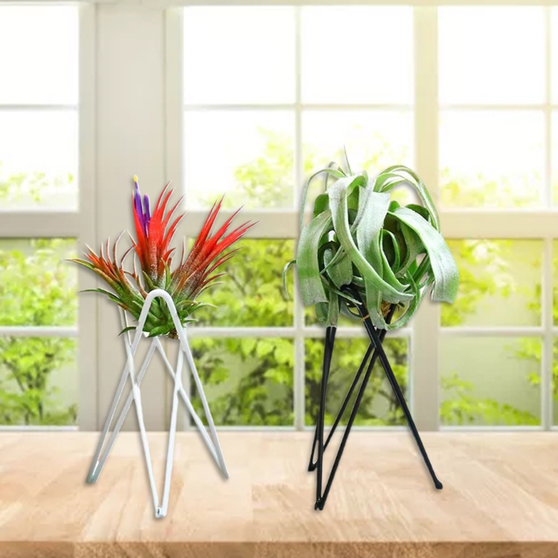 공기 식물 홀더 금속 꽃 냄비 스탠드 기하학 철 Til - Air Plant Tillandsia 리뷰 및 가격