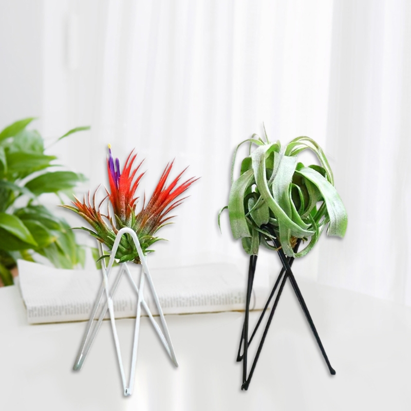 공기 식물 홀더 금속 꽃 냄비 스탠드 기하학 철 Til - Air Plant Tillandsia 리뷰 및 가격
