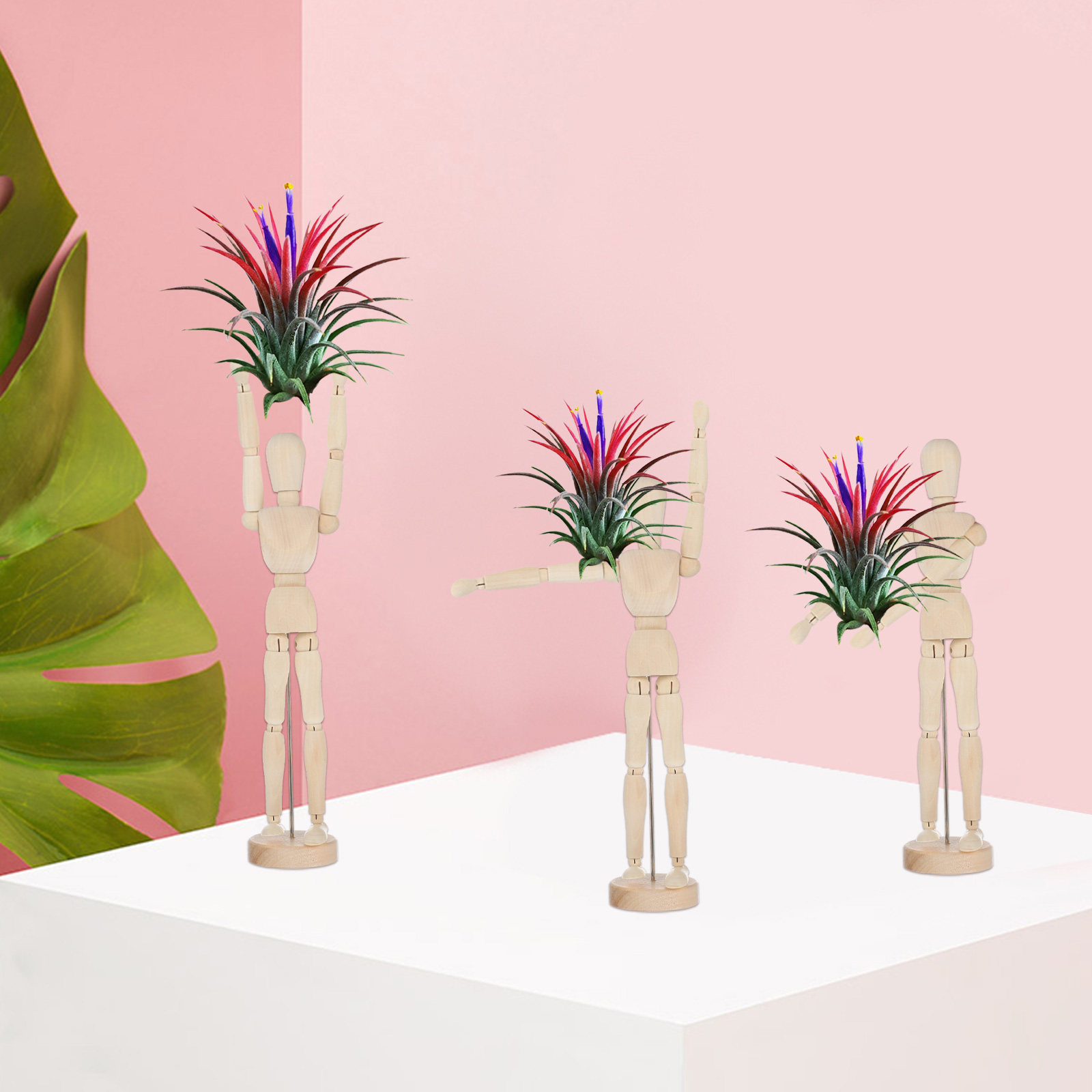 공기 식물 홀더, 나무 조인트 인형 장식, 틸란시아 공 - Air Plant Tillandsia 리뷰 및 가격